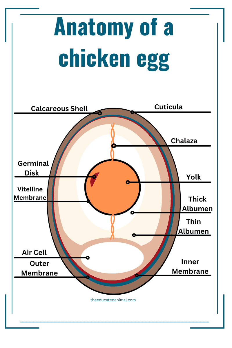 The Life of a Chicken Chicken Life Cycle