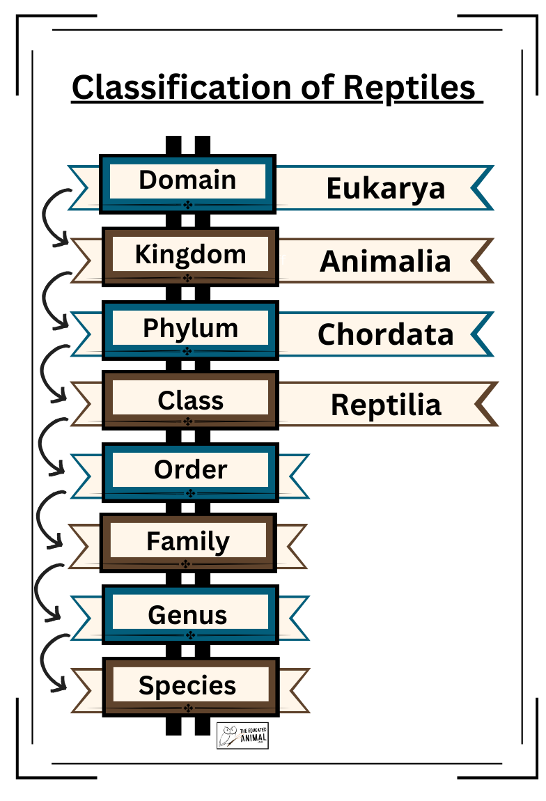 Reptile Encyclopedia The Educated Animal reptile-encyclopedia-the-educated-animal