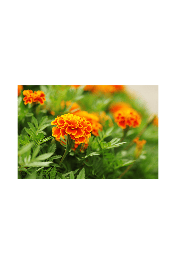 Plant Science with Orange Marigolds