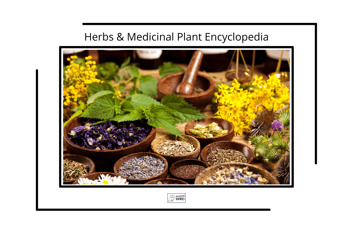 Dishes of herbs and medicinal plants