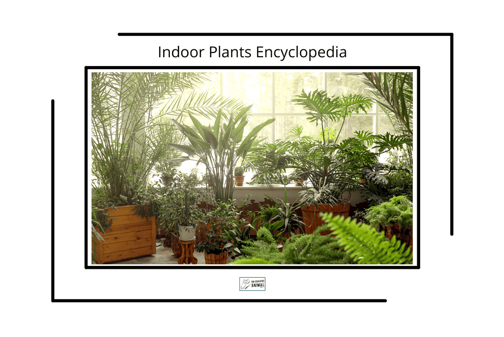 House plants in front of a window