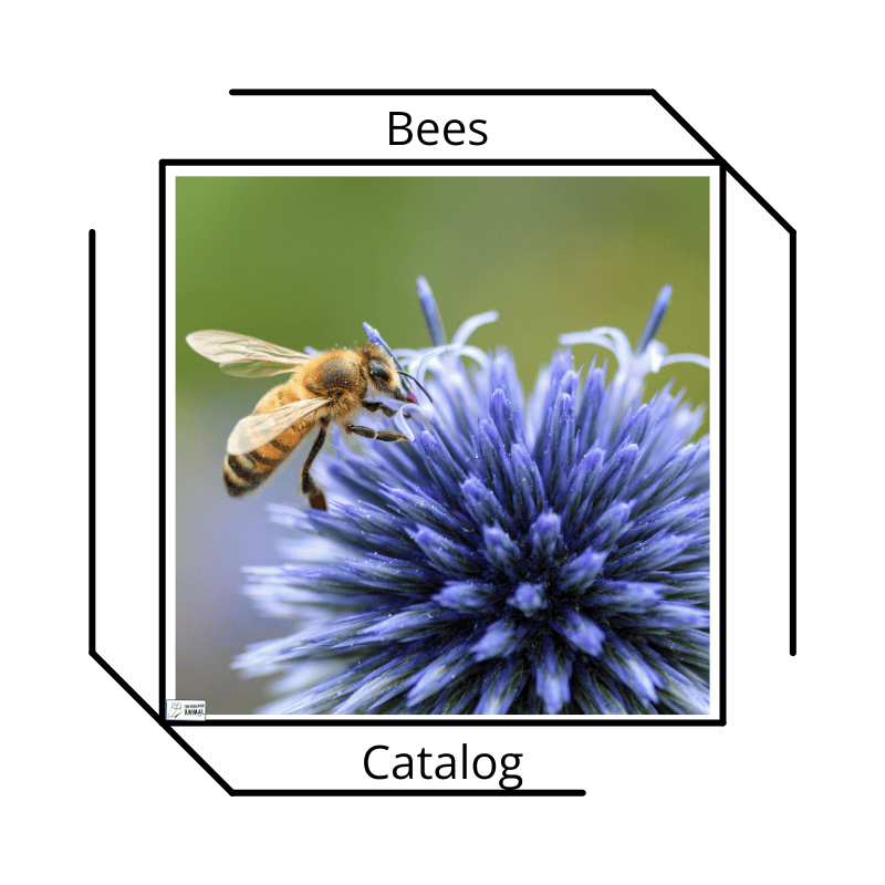 Bee at purple flower