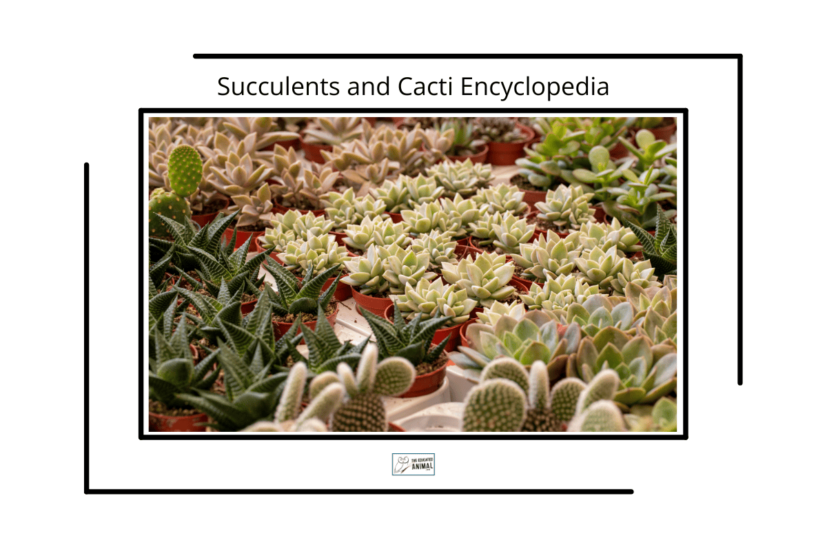 Pots of succulents and cacti