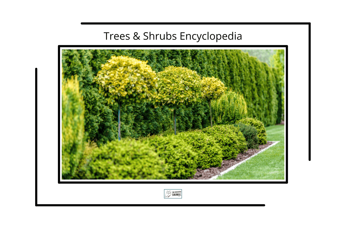 Tree line with shrubs
