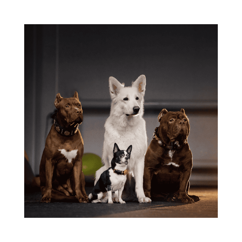 different breeds of dogs