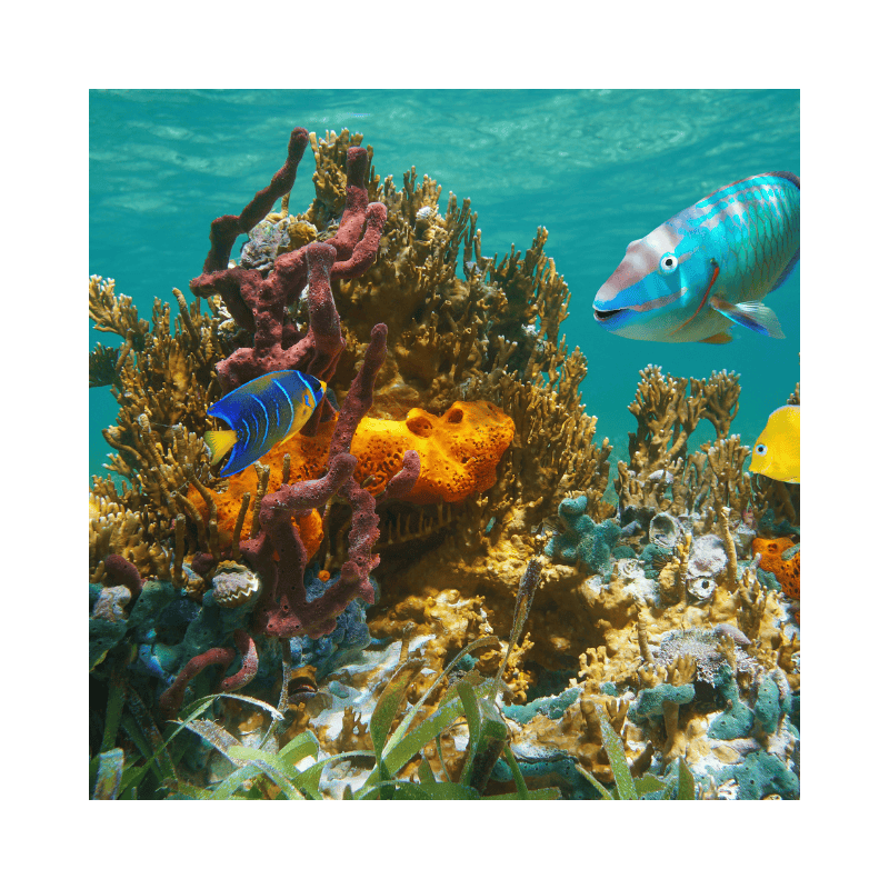 coral reef with fish
