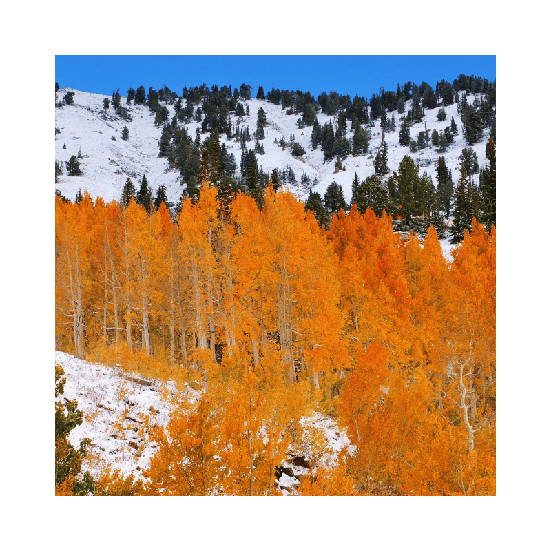 Quaking Aspen in color