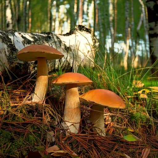 Mushrooms in front of a fallen log