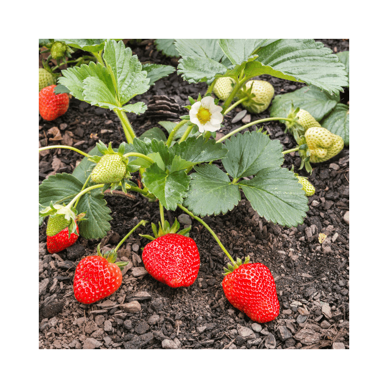 strawberry plant with fruit and flowers