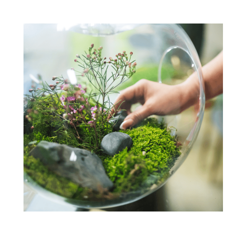 plants in a terrarium