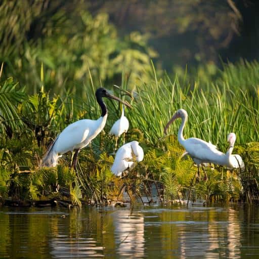 Birds on a shoreline