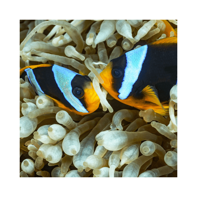 clown fish in an amoeba