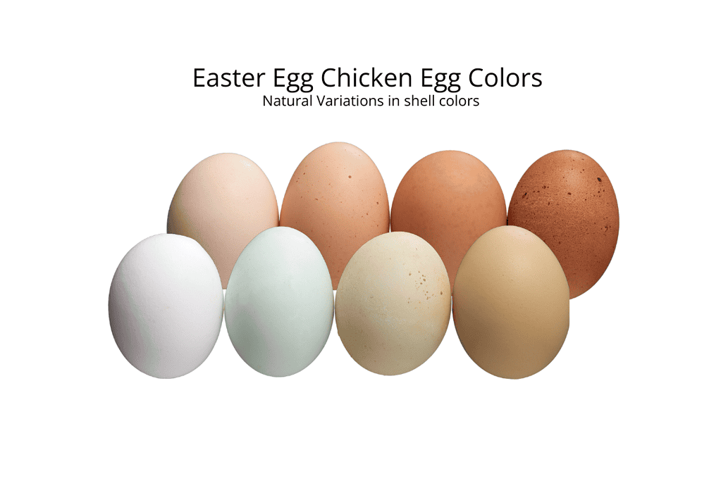 a group of eggs in a row