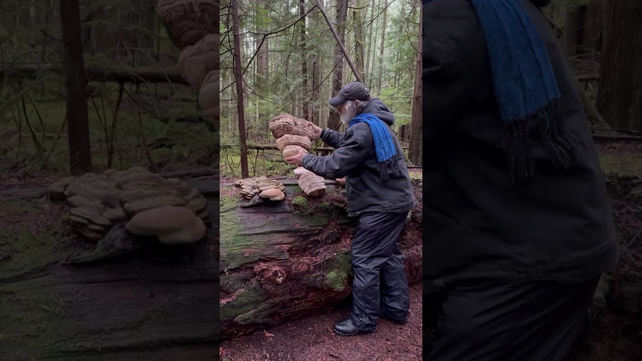 a man standing on a log in the woods