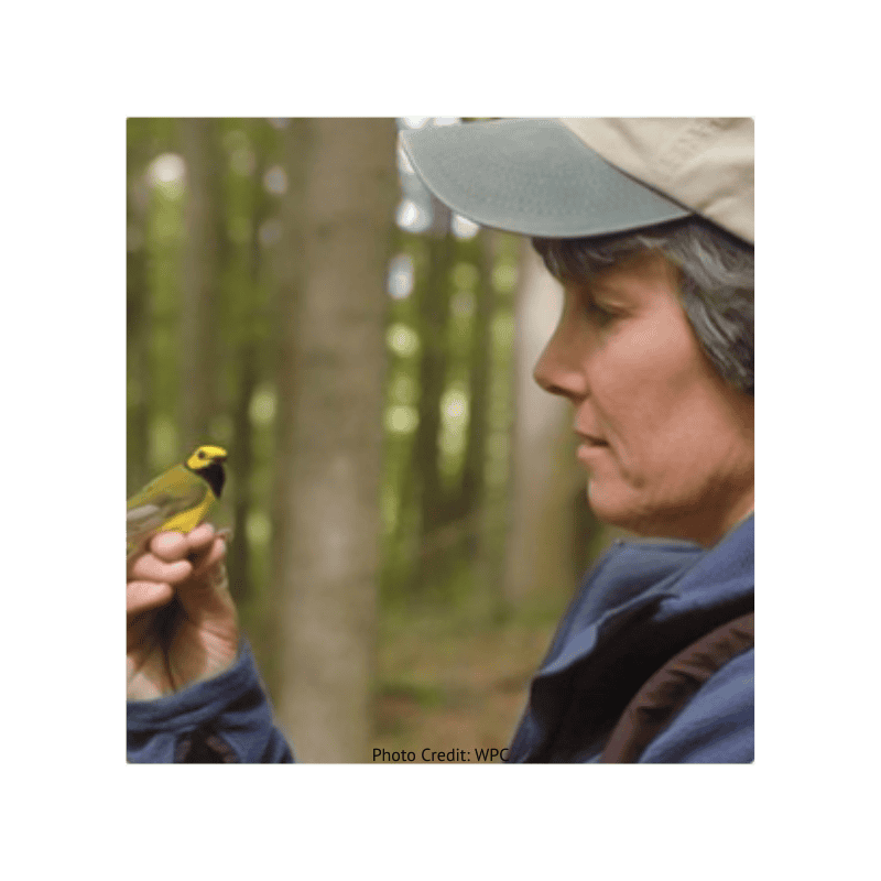 Dr. Bridget Stutchbury with a song bird