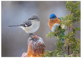 a couple of birds on a tree branch