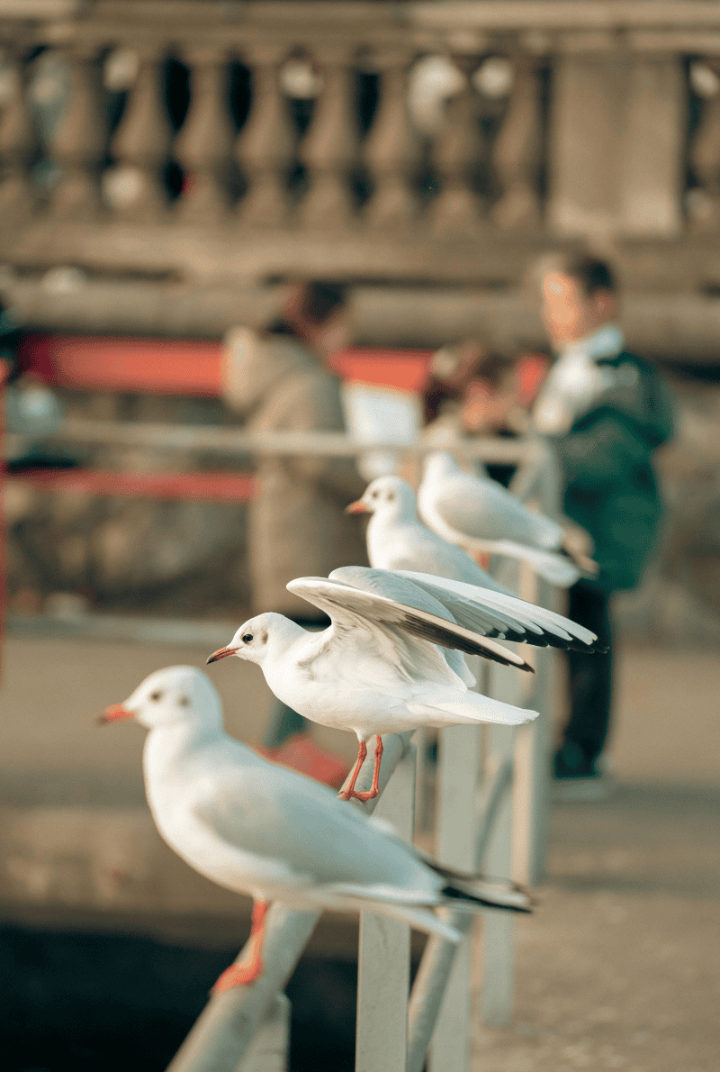 a group of white birds on a railing