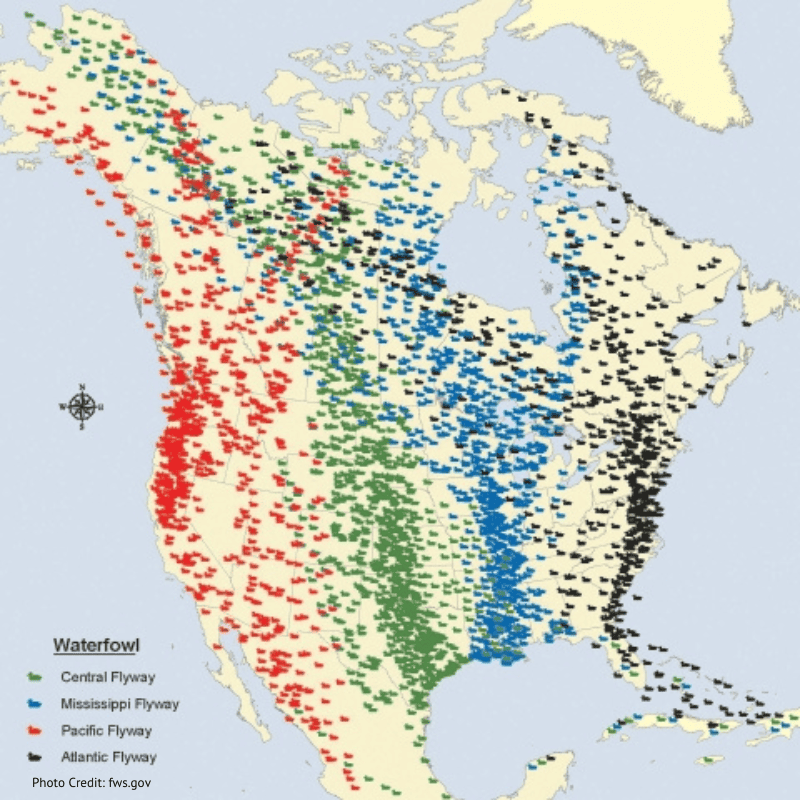 bird migration map