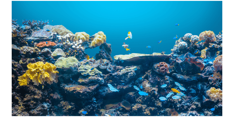 How to become a marine biologist: fish swimming in a coral reef