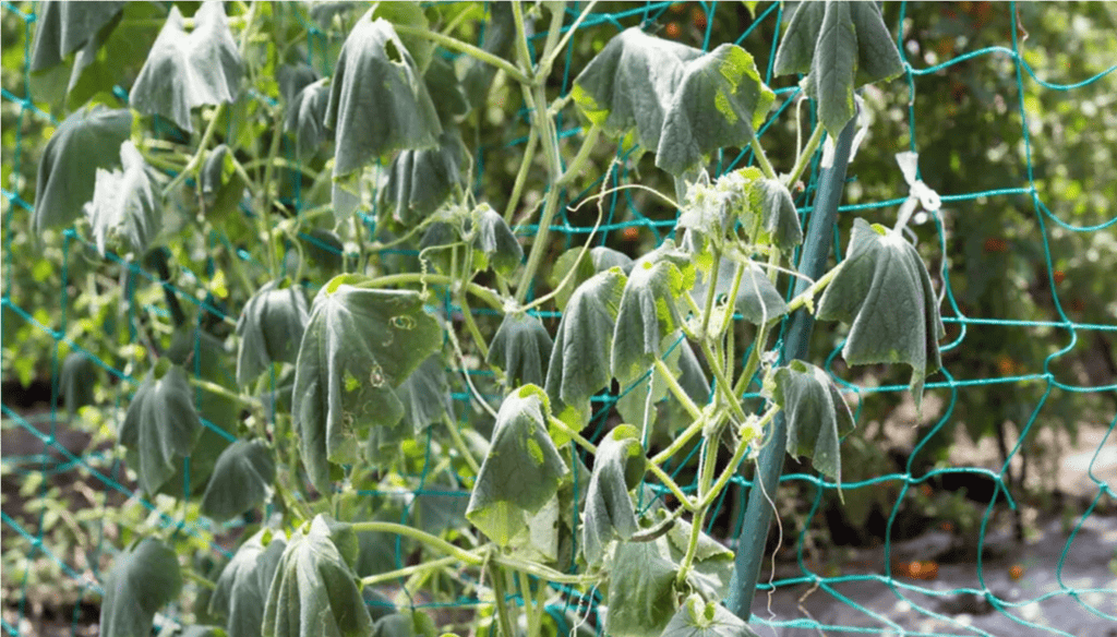 a close-up of a plant
