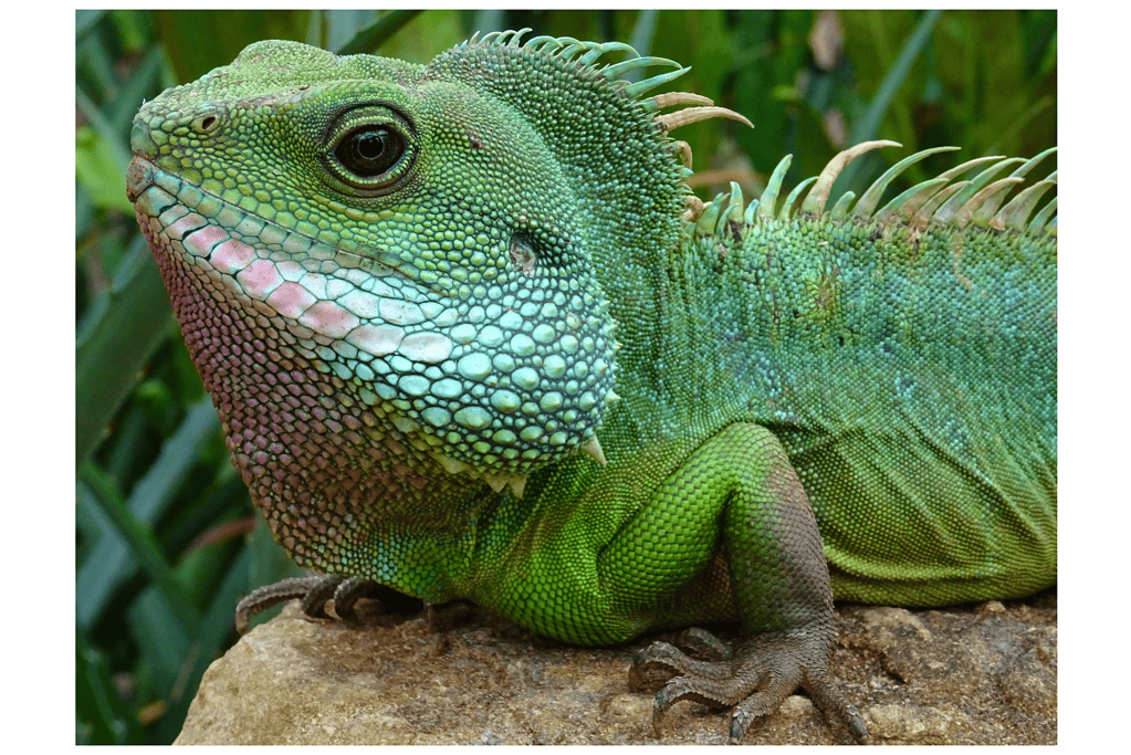a green lizard on a rock