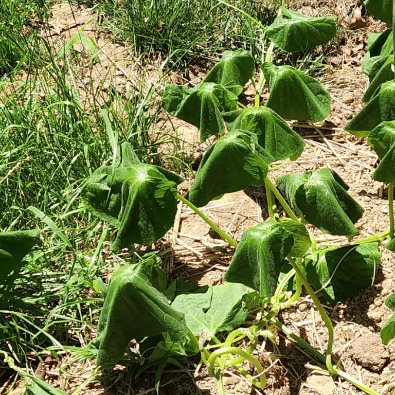 Cucumber Heat Stress