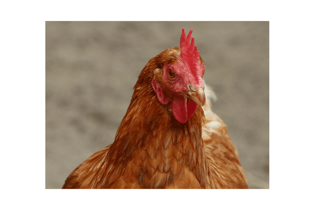 a close up of a chicken