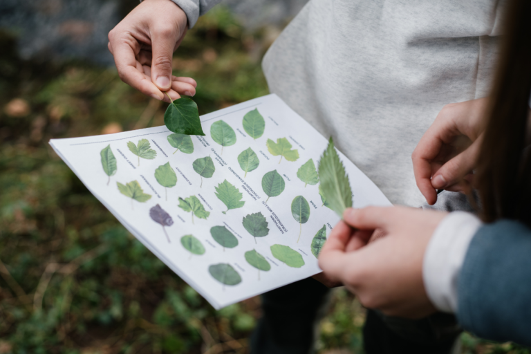 a person holding a leaf