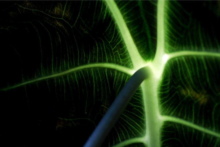 a close up of a leaf