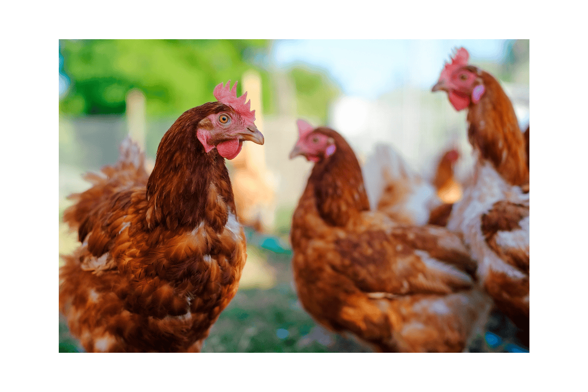 a group of chickens standing in a row