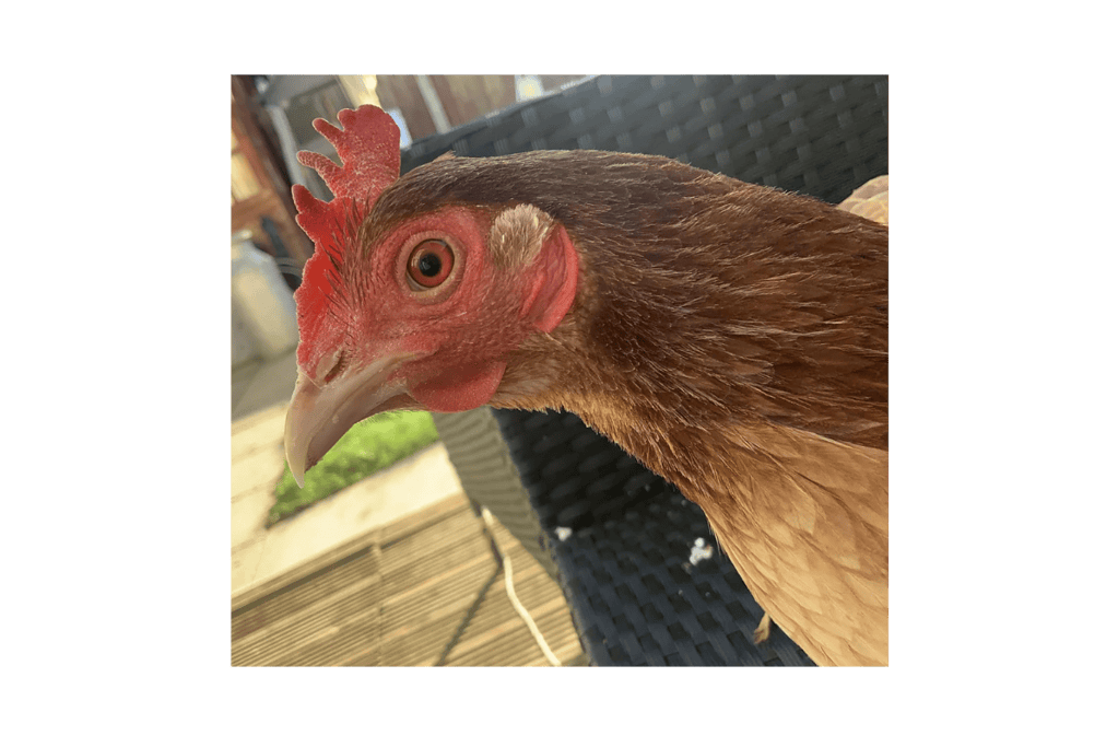 a chicken on a chair