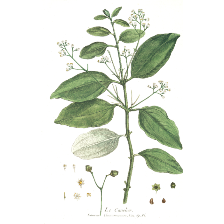 a plant with leaves and flowers