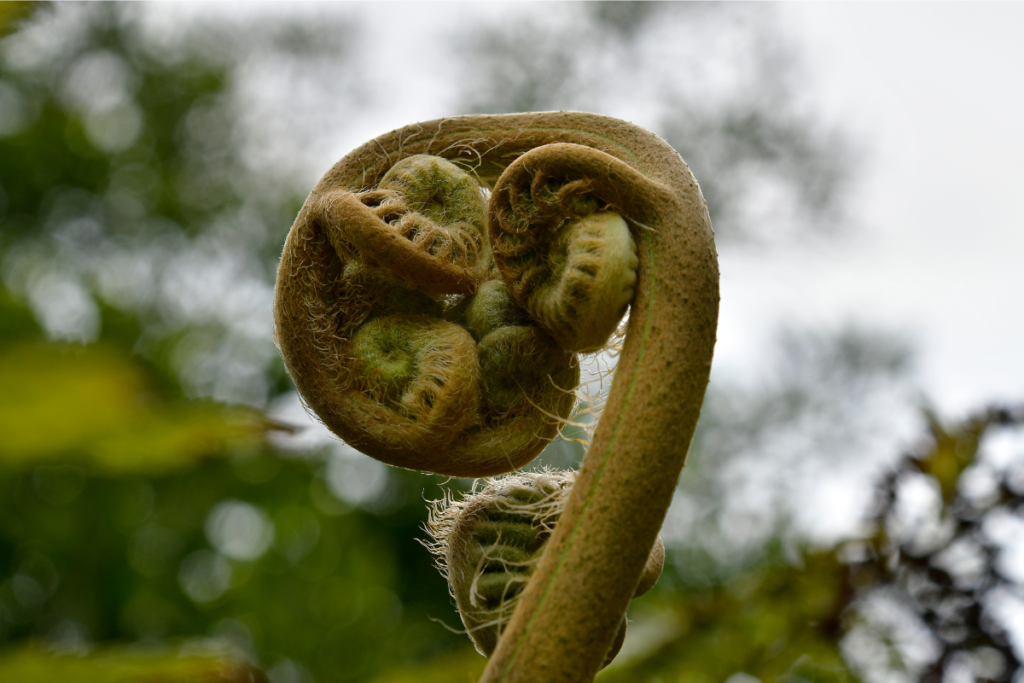 a close up of a plant