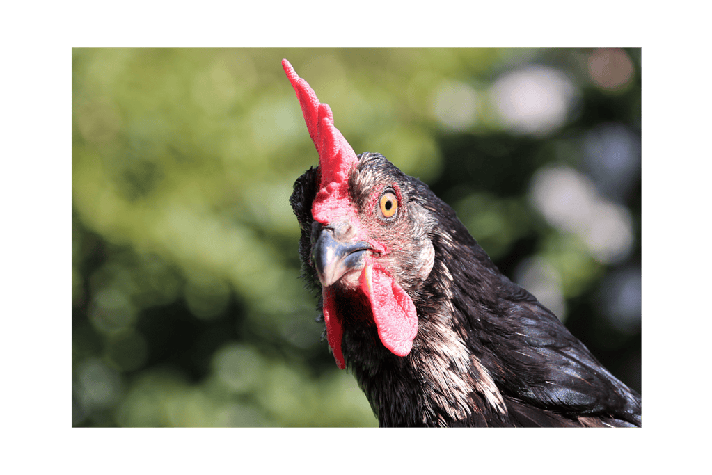 a close up of a rooster
