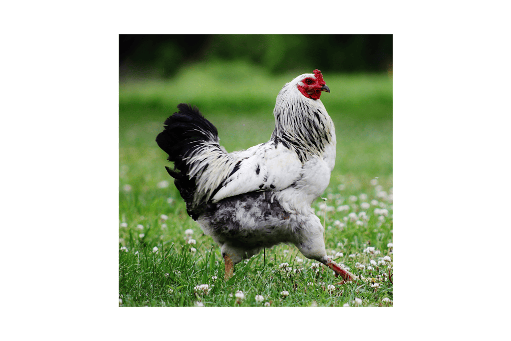 a rooster walking in grass