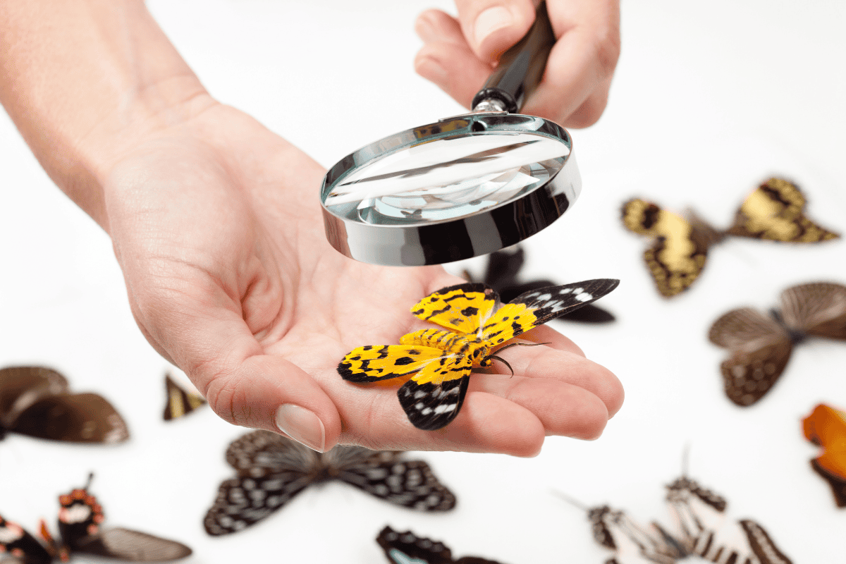 a hand holding a magnifying glass over a butterfly