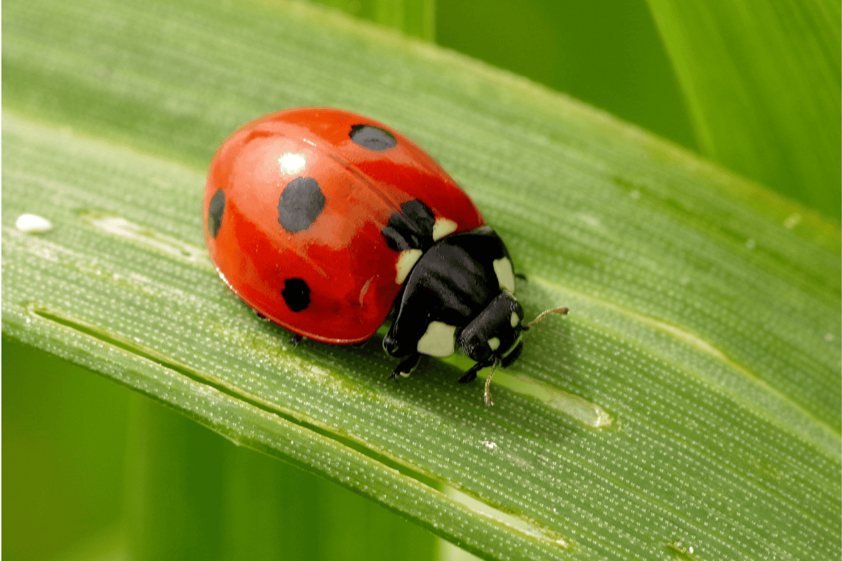 a ladybug on a leaf