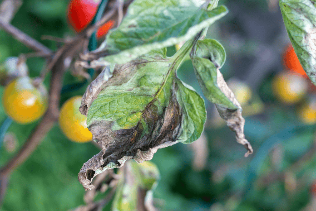 Tomato Early Blight