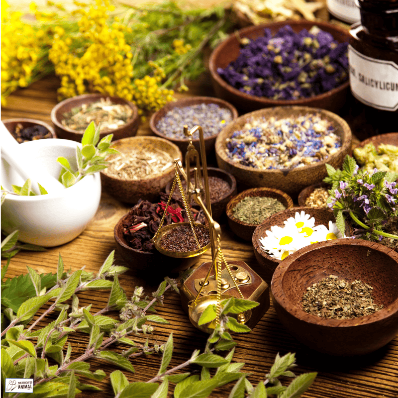 a group of bowls of herbs and flowers