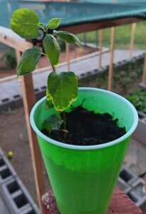 The Edge of Trouble: Why Apricot Tree Leaves Turn Yellow