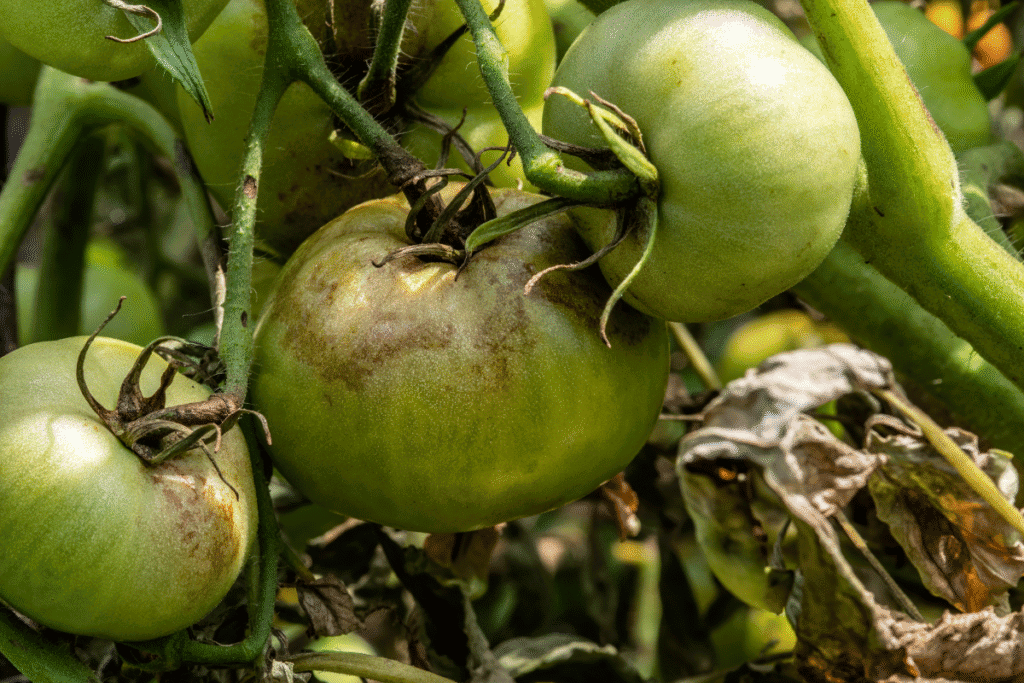 a close up of a tomato plant